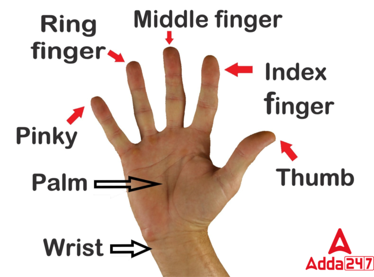 All 5 Fingers Name in English & Hindi with picture