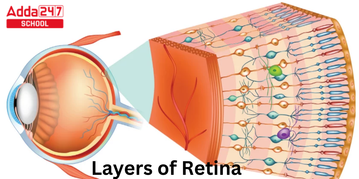 Layers Of Retina Physiology Histology Diagram Anatomy