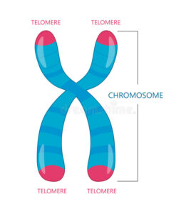 Chromosome: Structure and Function_70.1