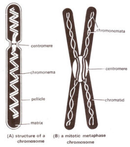 Chromosome: Structure and Function_60.1