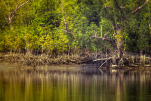 West Bengal Flora and Fauna: Meaning and Example in Bengali_50.1