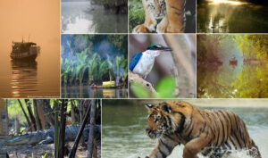 West Bengal Flora and Fauna: Meaning and Example in Bengali_60.1