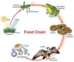 Food Chain for WB Primary TET_40.1