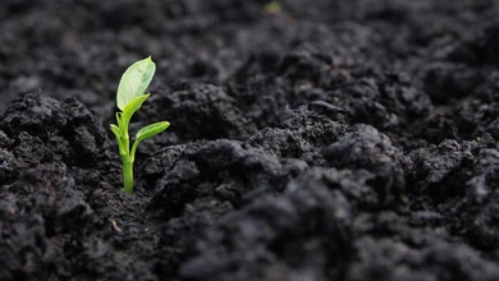 Types of Soils in India | இந்தியாவின் மண் வகைகள்_60.1
