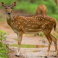 Details About The Telangana Flora and Fauna |_50.1