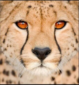 Project Cheetah |_60.1