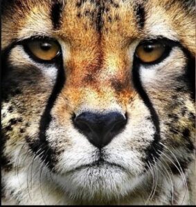 Project Cheetah |_50.1