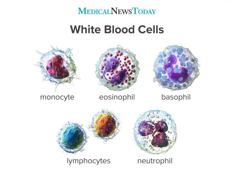Blood Circulatory System: Blood Vessels, Human blood and Heart | रक्ताभिसरण संस्था: रक्तवाहिन्या, मानवी रक्त आणि हृदय 4 Types of White Blood Cells