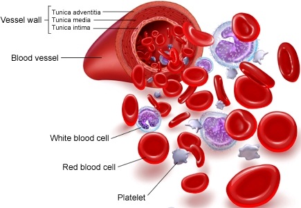 Blood Circulatory System: Blood Vessels, Human blood and Heart | रक्ताभिसरण संस्था: रक्तवाहिन्या, मानवी रक्त आणि हृदय 3 Blood Circulatory System- Human Blood