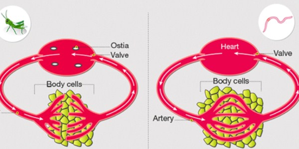 Blood Circulatory System: Blood Vessels, Human blood and Heart | रक्ताभिसरण संस्था: रक्तवाहिन्या, मानवी रक्त आणि हृदय 1 Types of Blood Circulation