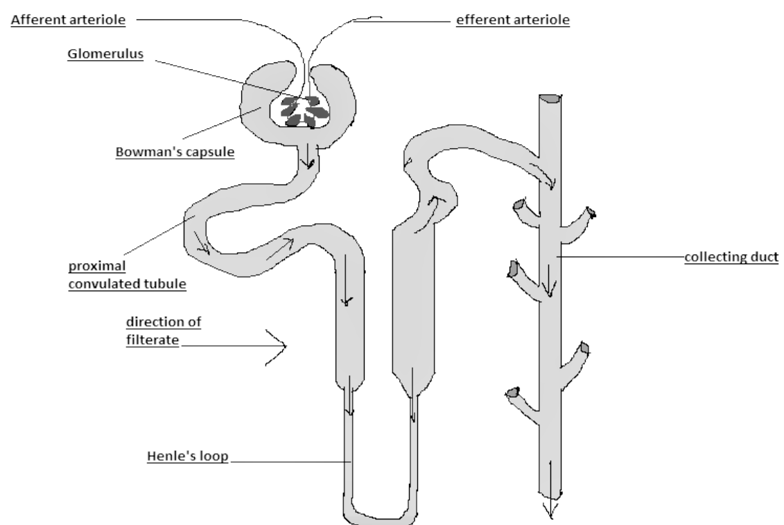 Nephron- Diagram, Function and Structure for Class 10
