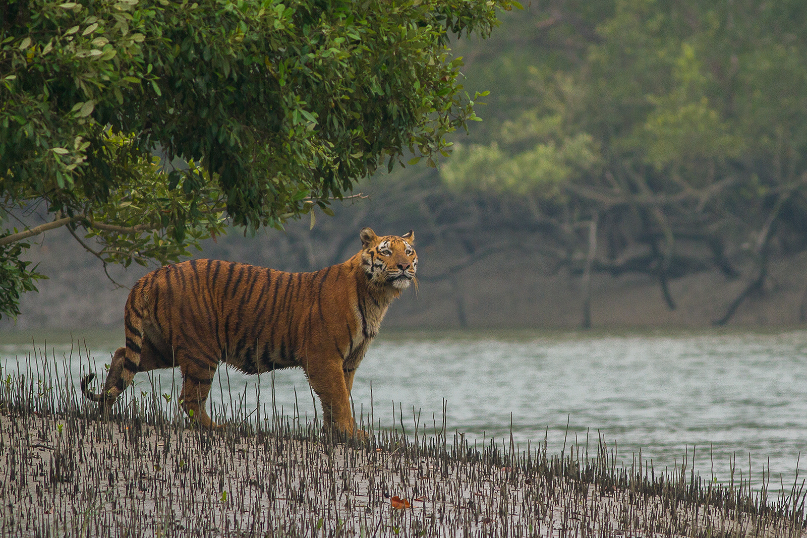 How many National Park in West Bengal?_40.1