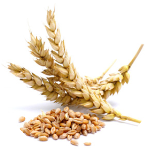 गेहूं