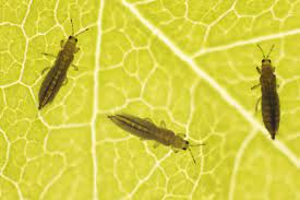Alikarkar Insect अदरक - तेला/चेपा