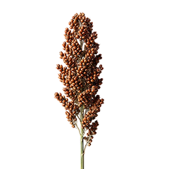 Sorghum