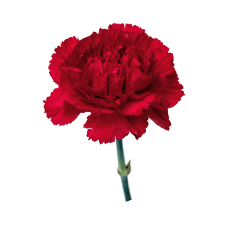 कार्नेशन