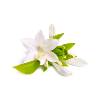 निशिगंधा