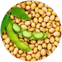 Soybean