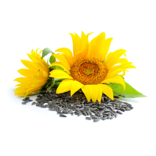 सूर्यफुल