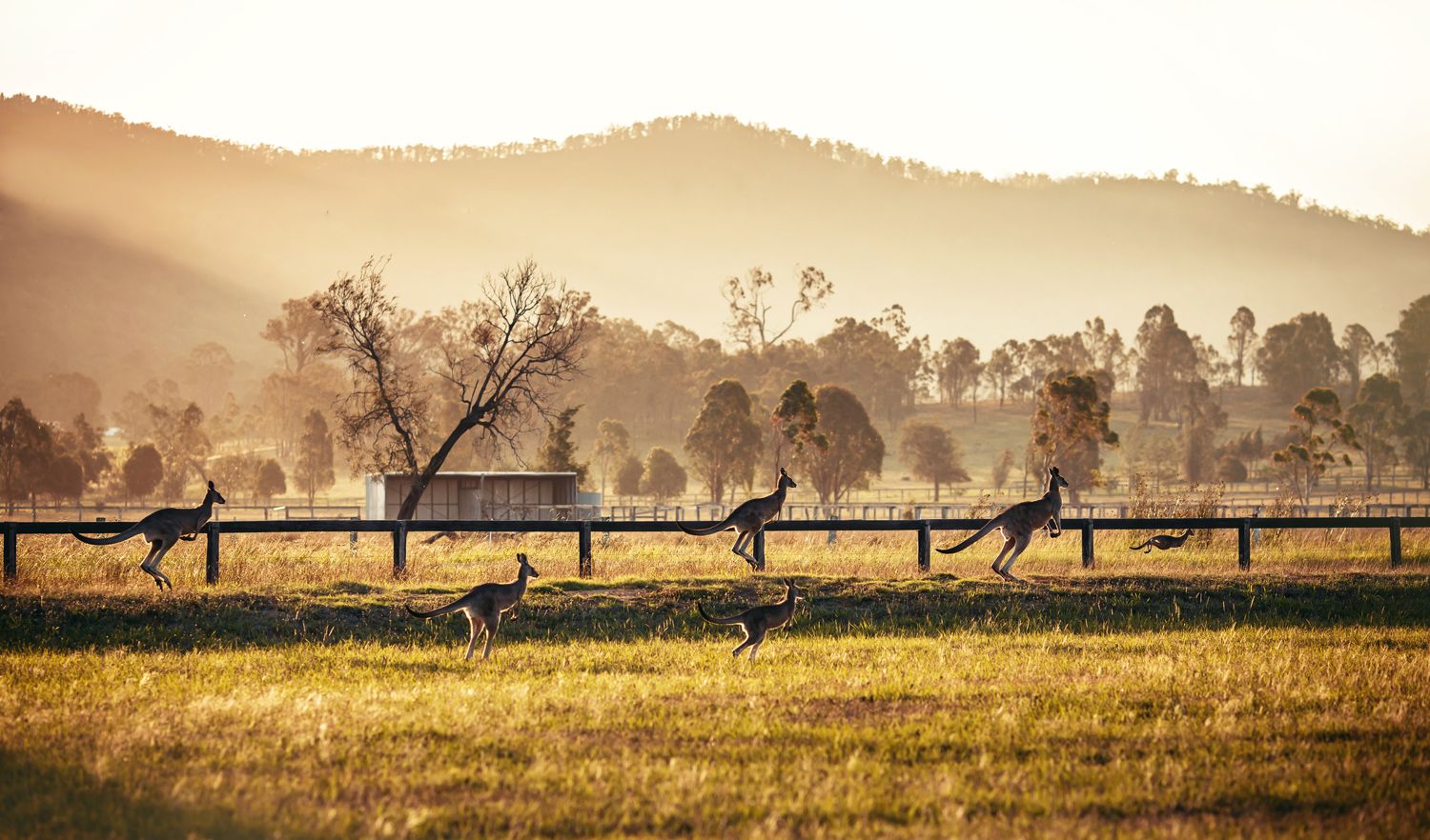 Road trips: Hunter Valley