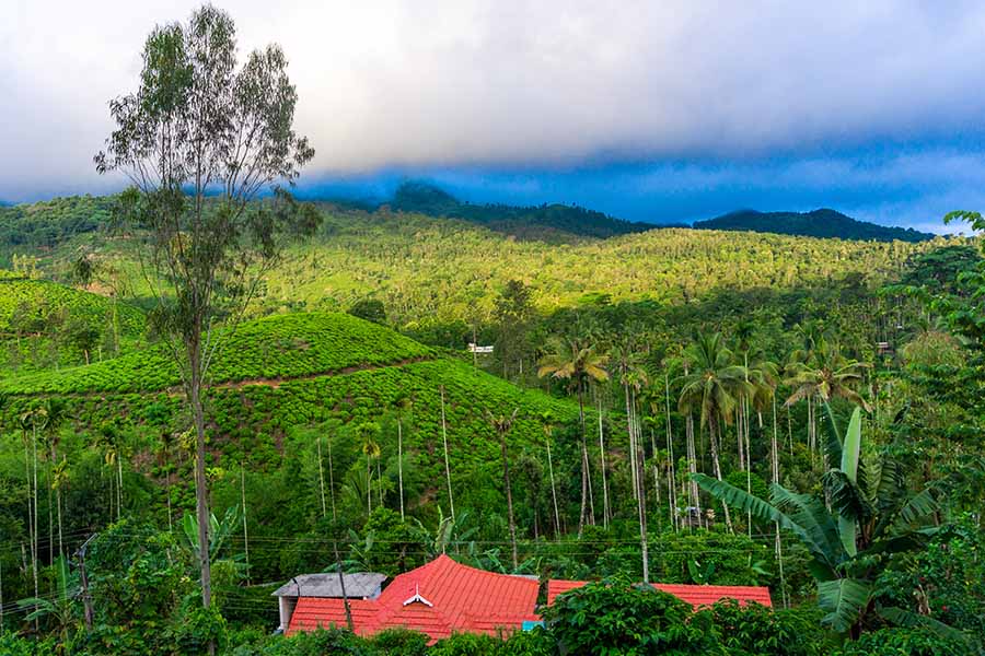 Tall palm tree, vast meadows and blue sky, looks holiday ready