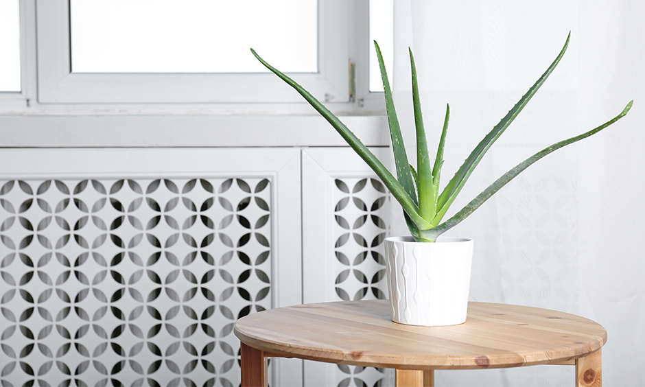 Air purifying indoor plants of aloe vera where this indoor plant is great at predicting the quality of air