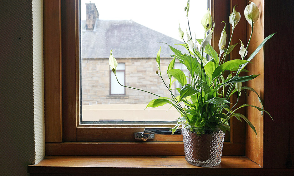 Air purifying indoor plants with names with peace lily which enhances your sleep also clears toxins like benzene and ethyl chloride