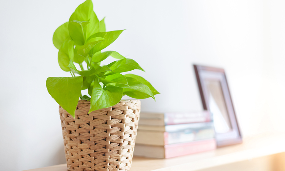 Air purifying indoor plants india with peace lily which consists of smooth, glossy heart shaped leaves