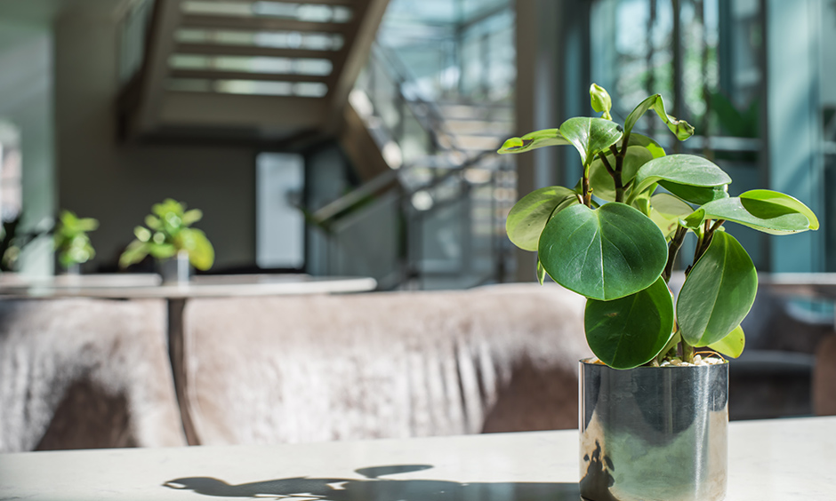 Best air purifying indoor plants with rubber plant which combat parasites, toxins and even formaldehyde