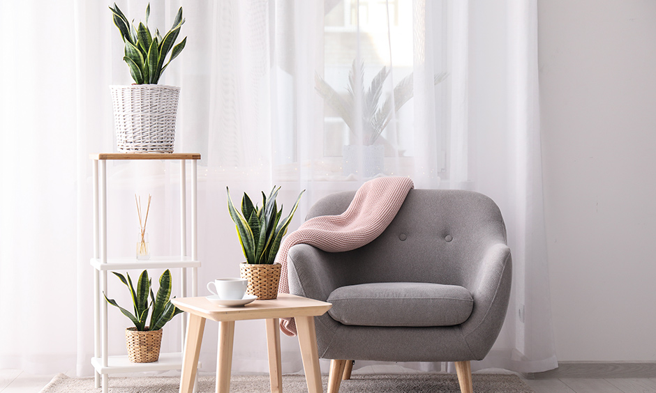 Indoor air purifying plants india with snake plant which lets out oxygen and lets you enjoy a soothing sleep