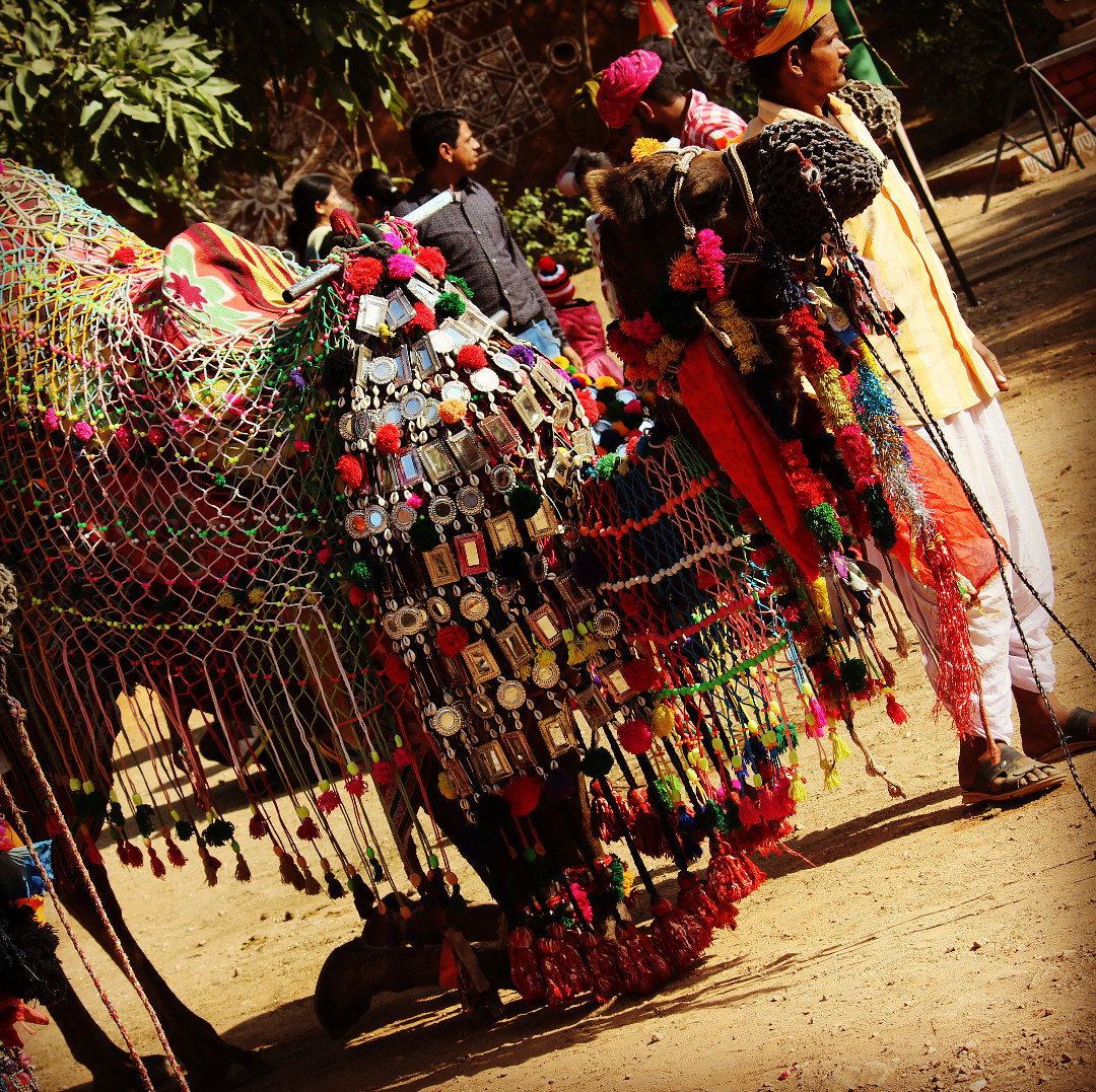 Rajasthan – India’s Fabled Land of Kings and Camels Rajasthan – India’s Fabled Land of Kings and Camels