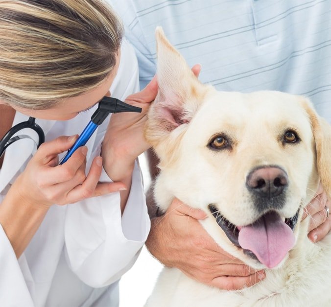 how to start a pet business