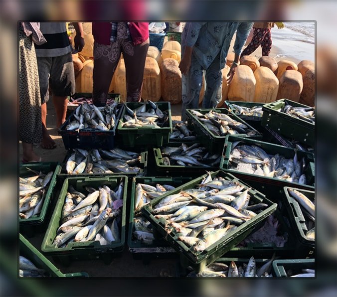 Fish Farming Business ideas for 2019