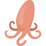 Squid raw