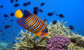 MAURITIUS-BEST-BUDGET-HONEYMOON-DESTINATIONS