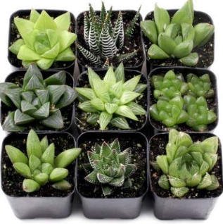 Succulent-Plant-wedding-gifting-ideas-2020