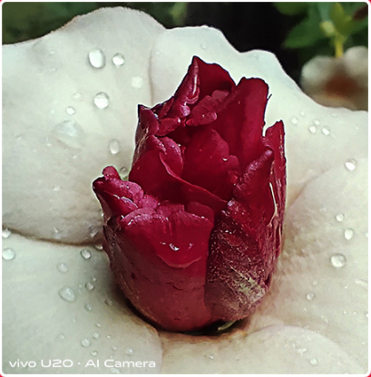 Super-Macro-Lens-Vivo-U10-and-U20-Best-Smartphone