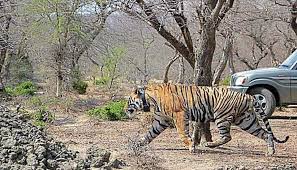 National Tiger Conservation Authority Has Qualms About Mining in Palamu National Tiger Conservation Authority Has Qualms About Mining in Palamu