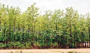 Saranda Sal Forests Surrendered to Pollution Emanating from Mining Saranda Sal Forests Surrendered to Pollution Emanating from Mining