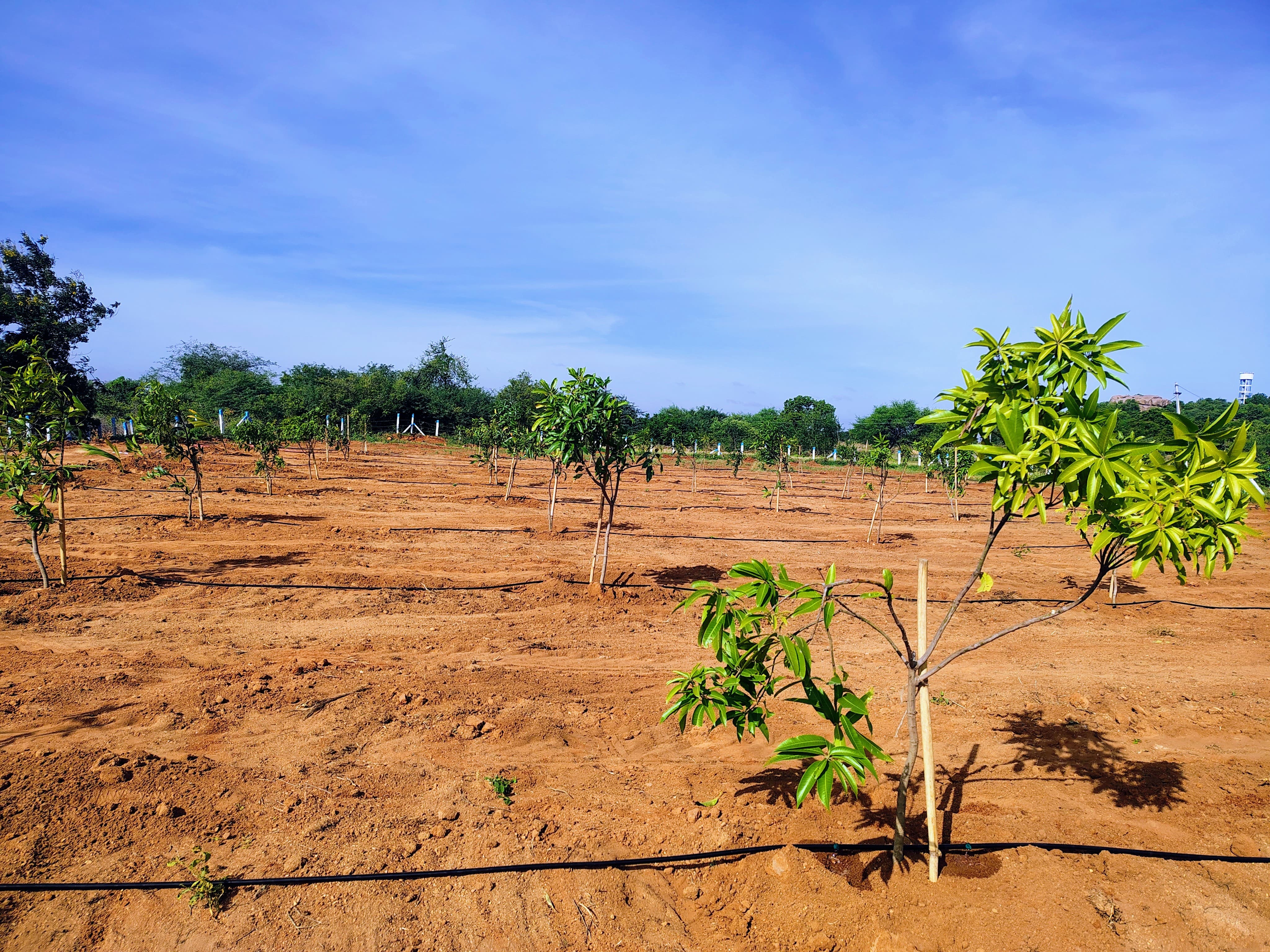 1 Acres Mango 🥭 Garden 🌳 For sale @ Rajapet - jagadevpur Road BT Road Bit Fully Developed site 