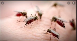 Punjab two districts Dengue Due 9 patients Death
