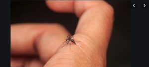 Punjab two districts Dengue Due 9 patients Death
