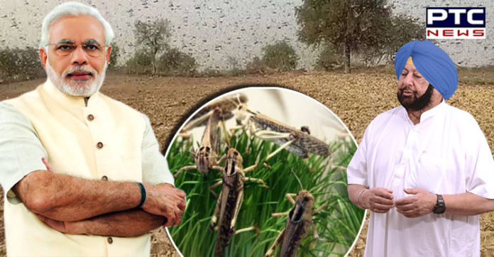 Captain Amarinder Singh to PM Narendra Modi , Locust Attack in Punjab Captain Amarinder Singh to PM Narendra Modi , Locust Attack in Punjab