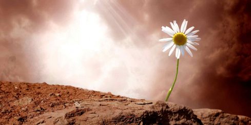 Unveiling Human Resilience: Thriving Amid Adversity