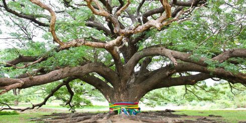 The celestial stories of plants in India