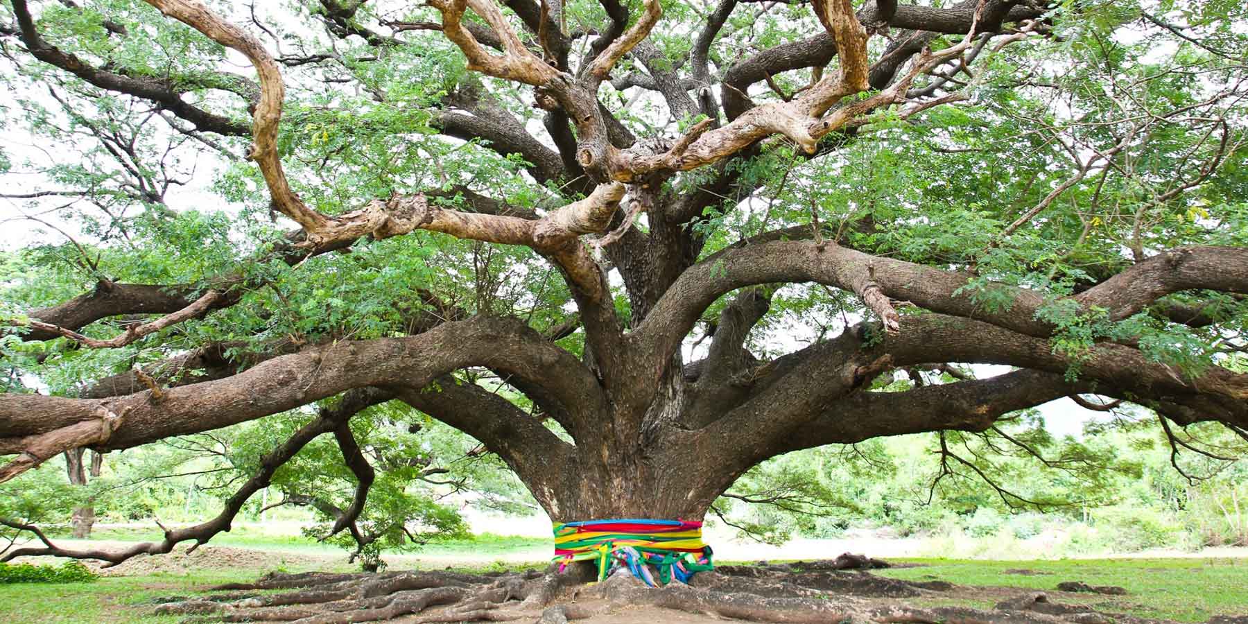 The celestial stories of plants in India