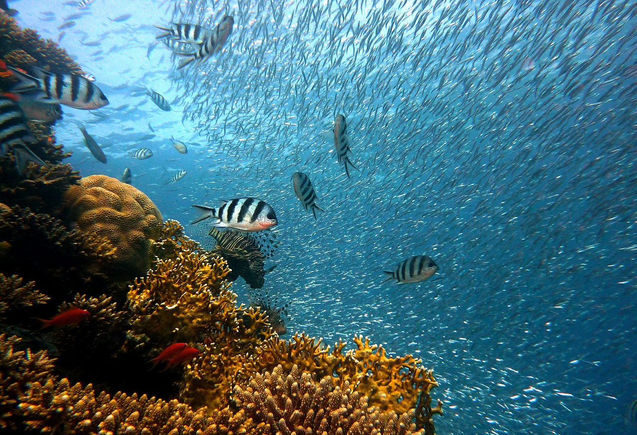 reef