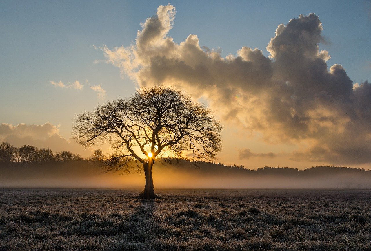 oak