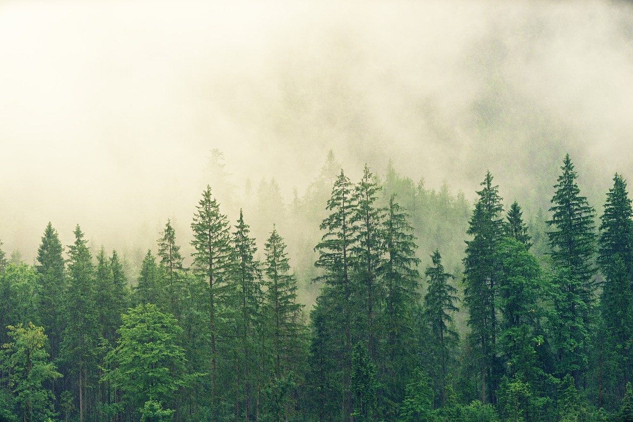 pines